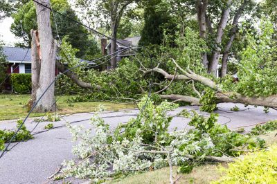 Fallen Tree on Residential Property