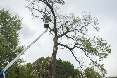 Winter Tree Removals