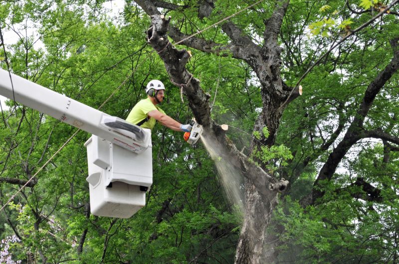 Hazardous Tree Removal