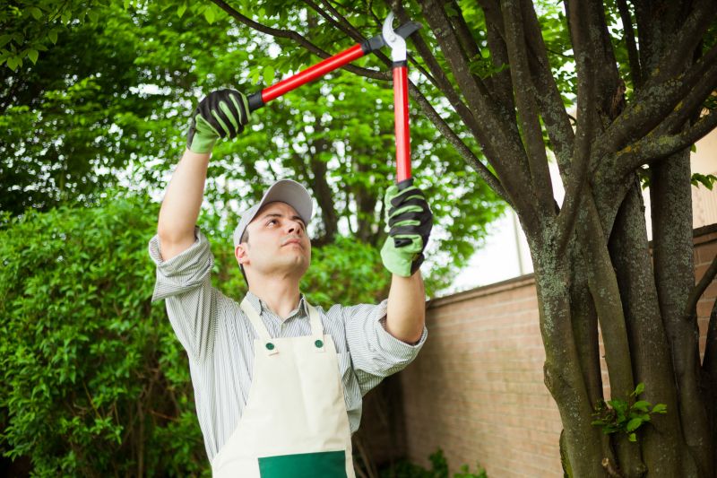 Professional Tree Removal Experts