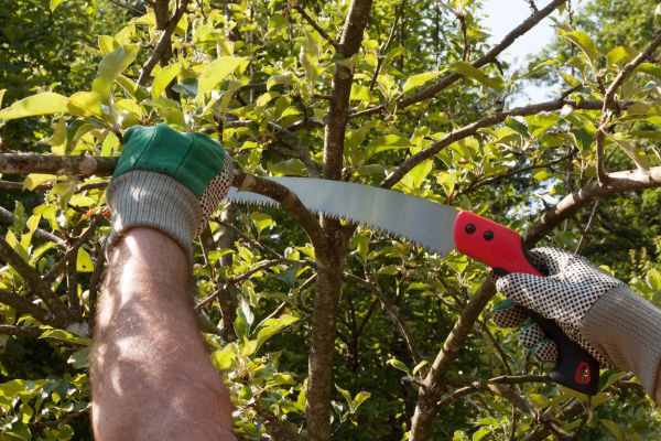 Small Tree Removal Service