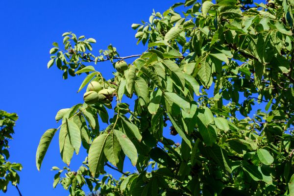 Walnut Tree Removal Service