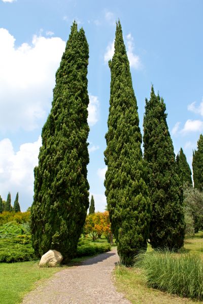 Cypress Tree Removal in El Dorado Hills