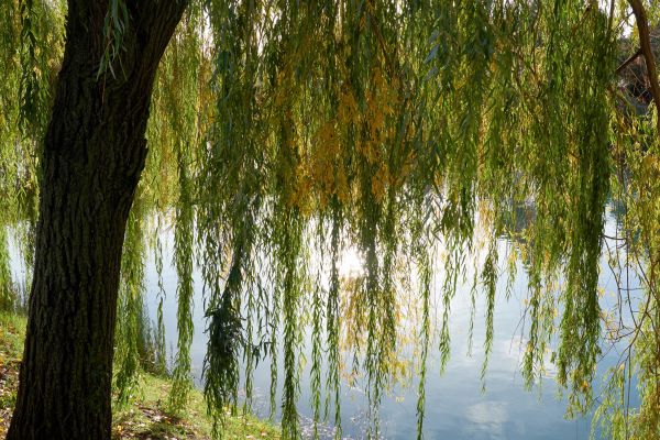 Willow Tree Removal in El Dorado Hills