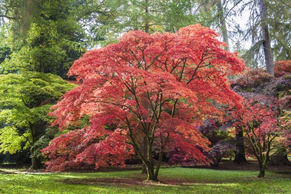 Maple Tree Removal Service