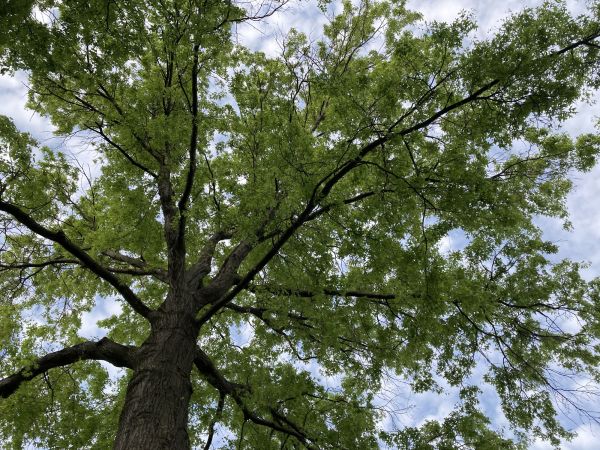 Oak Tree Removal in El Dorado Hills