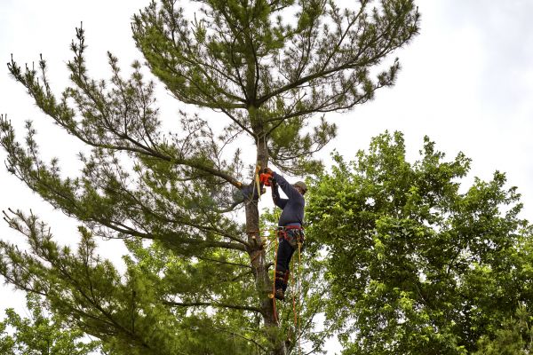 Pine Tree Removal Service