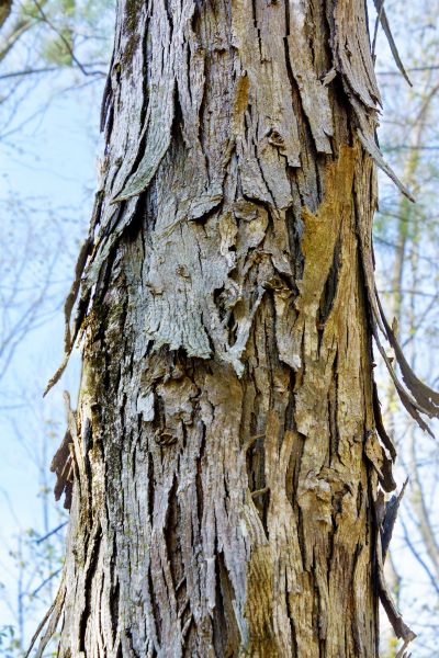 Hickory Tree Removal in El Dorado Hills
