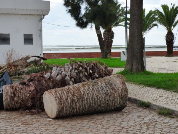Palm Trees Removal Service