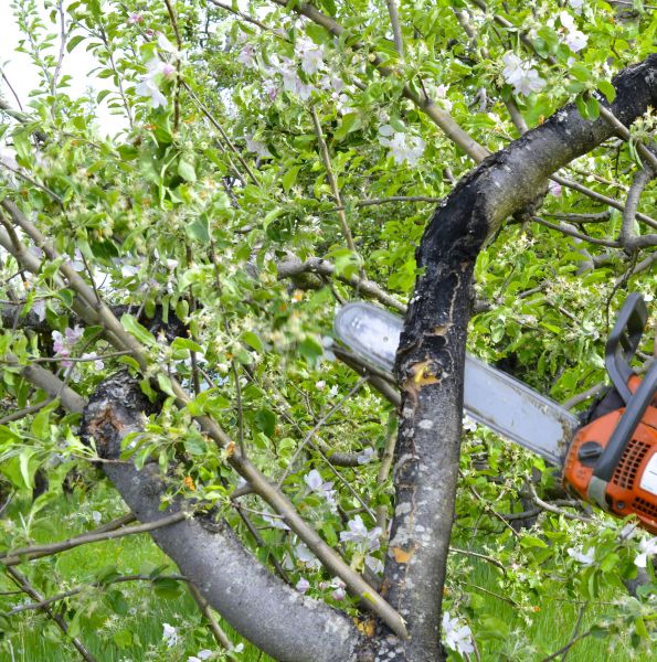 Apple Tree Removal in El Dorado Hills