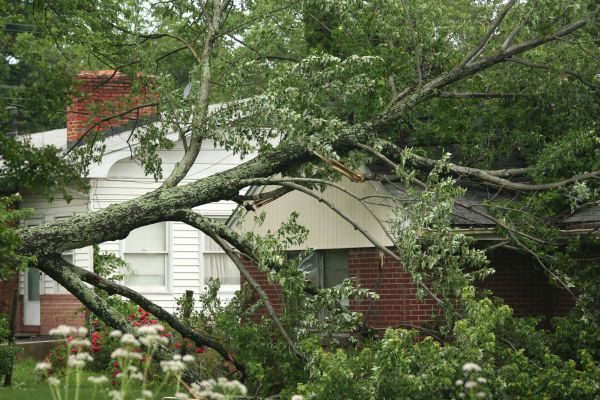 Emergency Tree Removal in El Dorado Hills