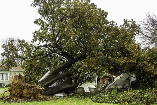 Fallen Tree Removal in El Dorado Hills